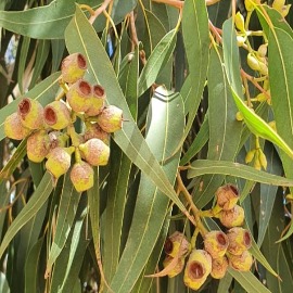 Lemon Eucalyptus